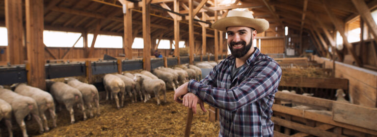 Sheep may be soft