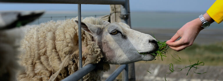 Even sheep can roar