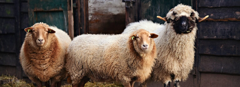 sheep needs a shepherd