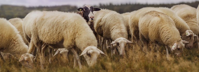 hundred as a sheep