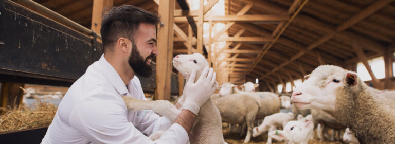 lamb to the slaughter