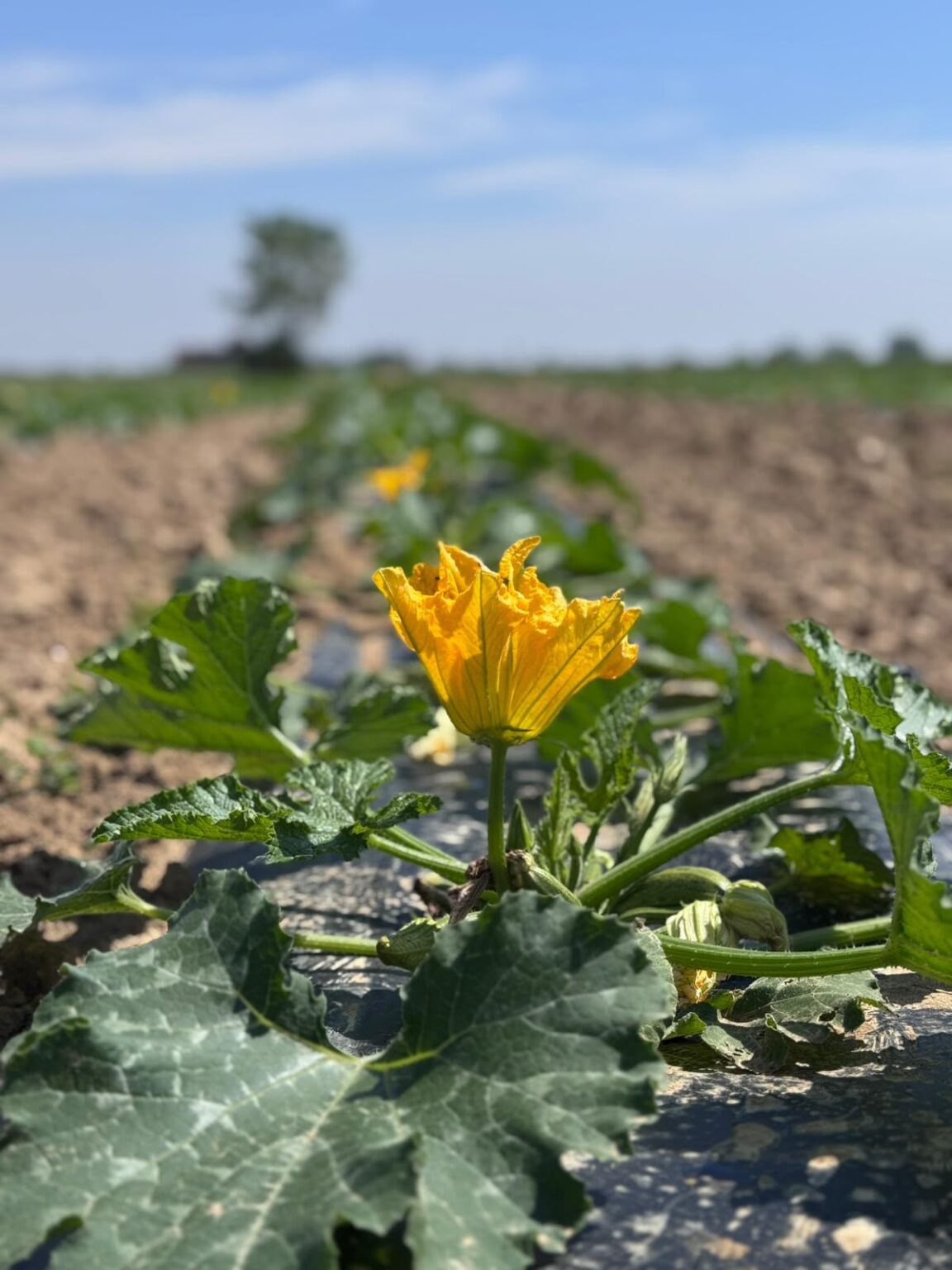 campagna_11